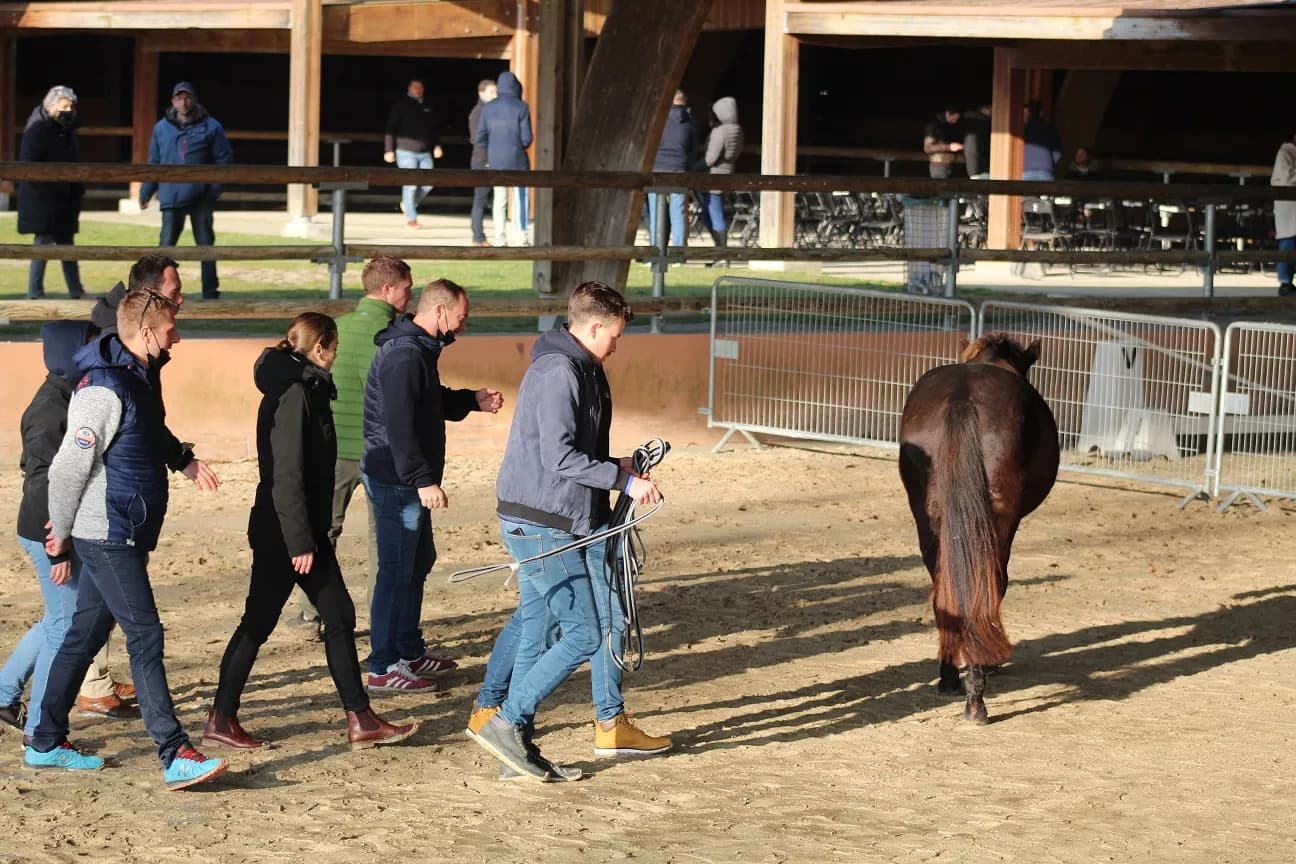 L'équicoaching : Le guide complet du développement professionnel par le cheval