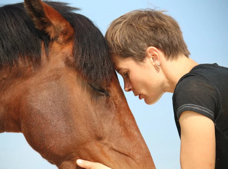 Homme et cheval : les secrets scientifiques et pratiques d'une relation complice et équilibrée