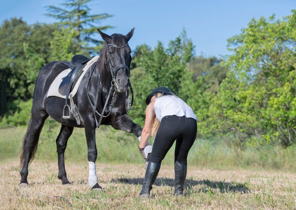 Comment bien préparer son cheval avant une compétition ?