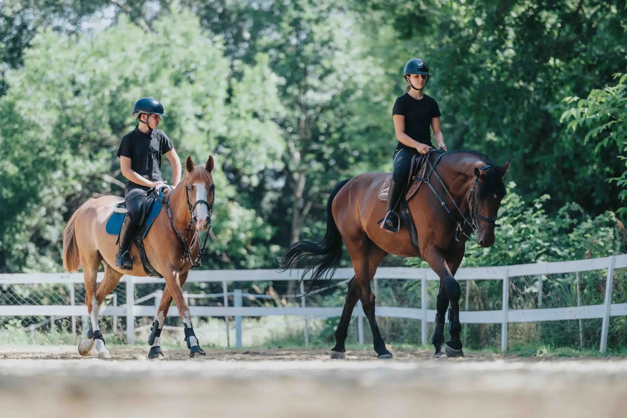 Fin de carrière du cheval : comment bien anticiper et gérer sa retraite ?