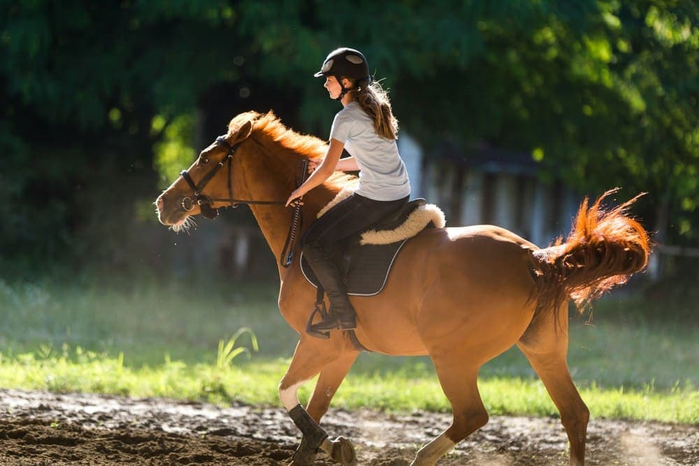 Galop 4 : programme complet, théorie et conseils pour réussir votre examen