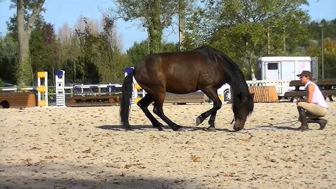 L'Équitation Éthologique : Principes de Base et Démonstrations en Vidéo
