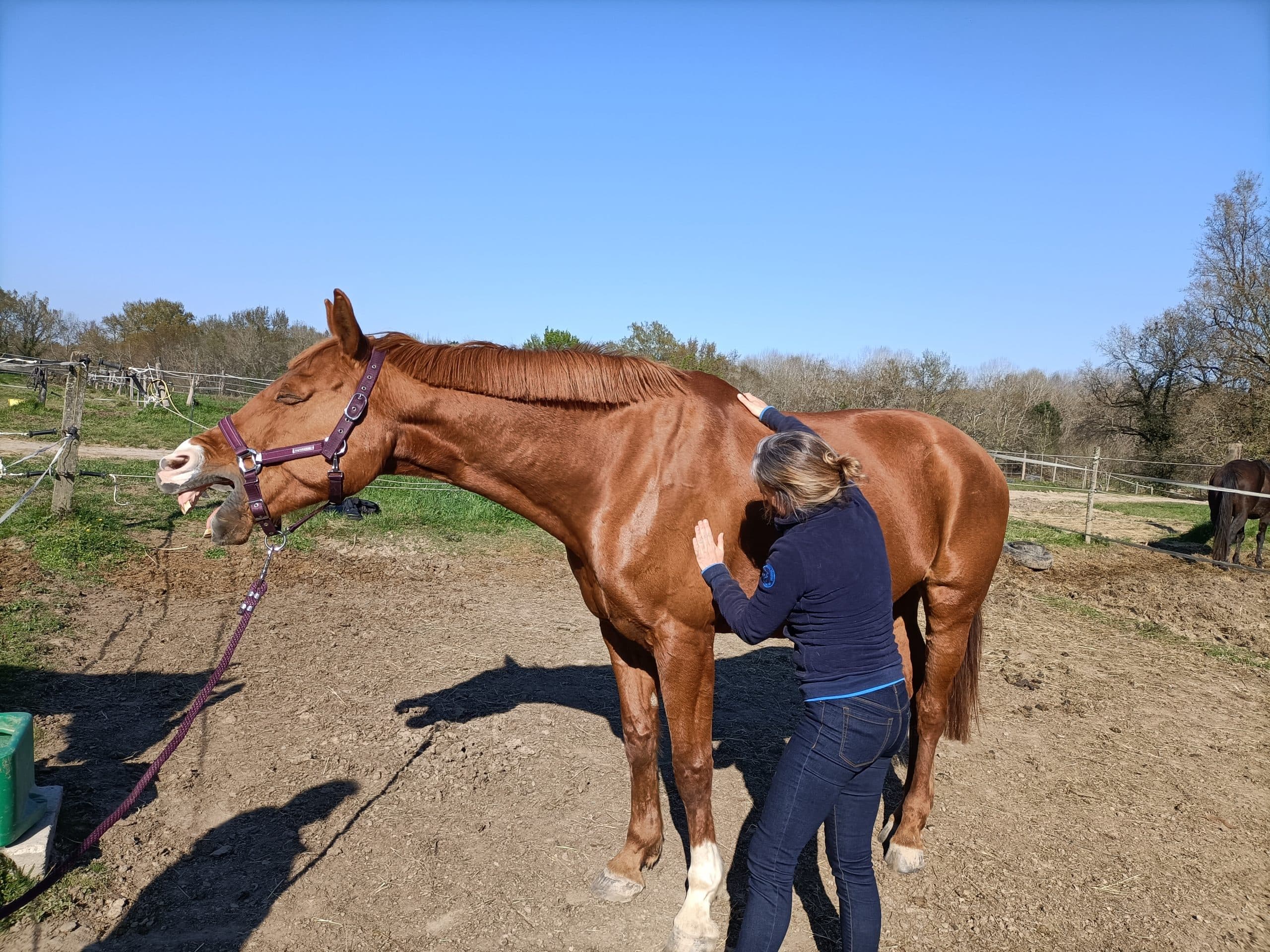 Le guide complet du massage équin : 5 gestes pour détendre son cheval soi-même