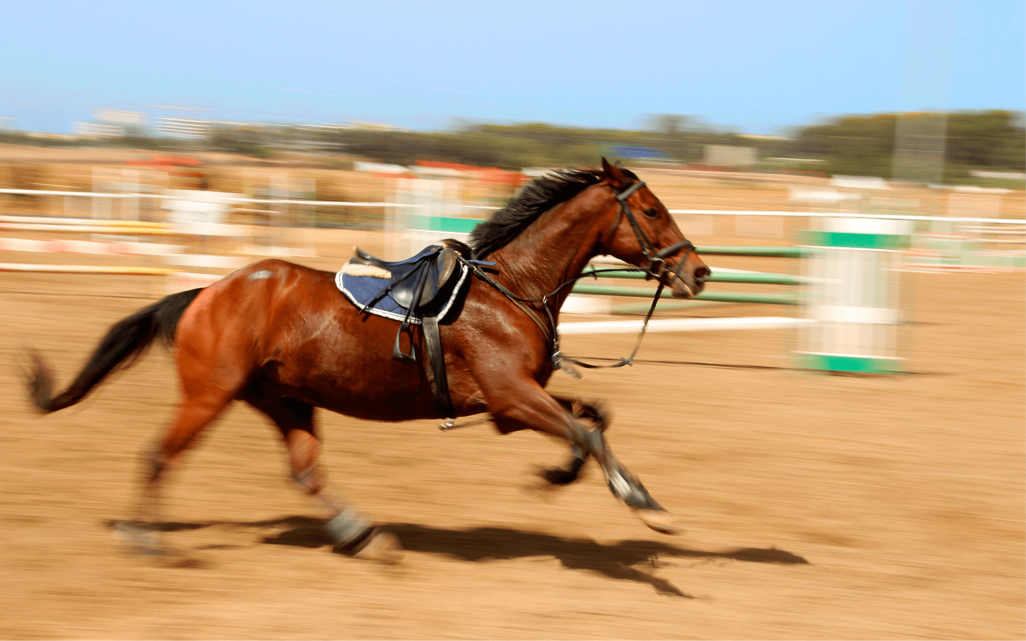 Mon cheval embarque ou tire au renard : solutions douces pour reprendre le contrôle