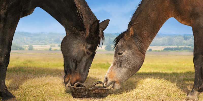 Préparez l’essentiel. Profitez de votre cheval.