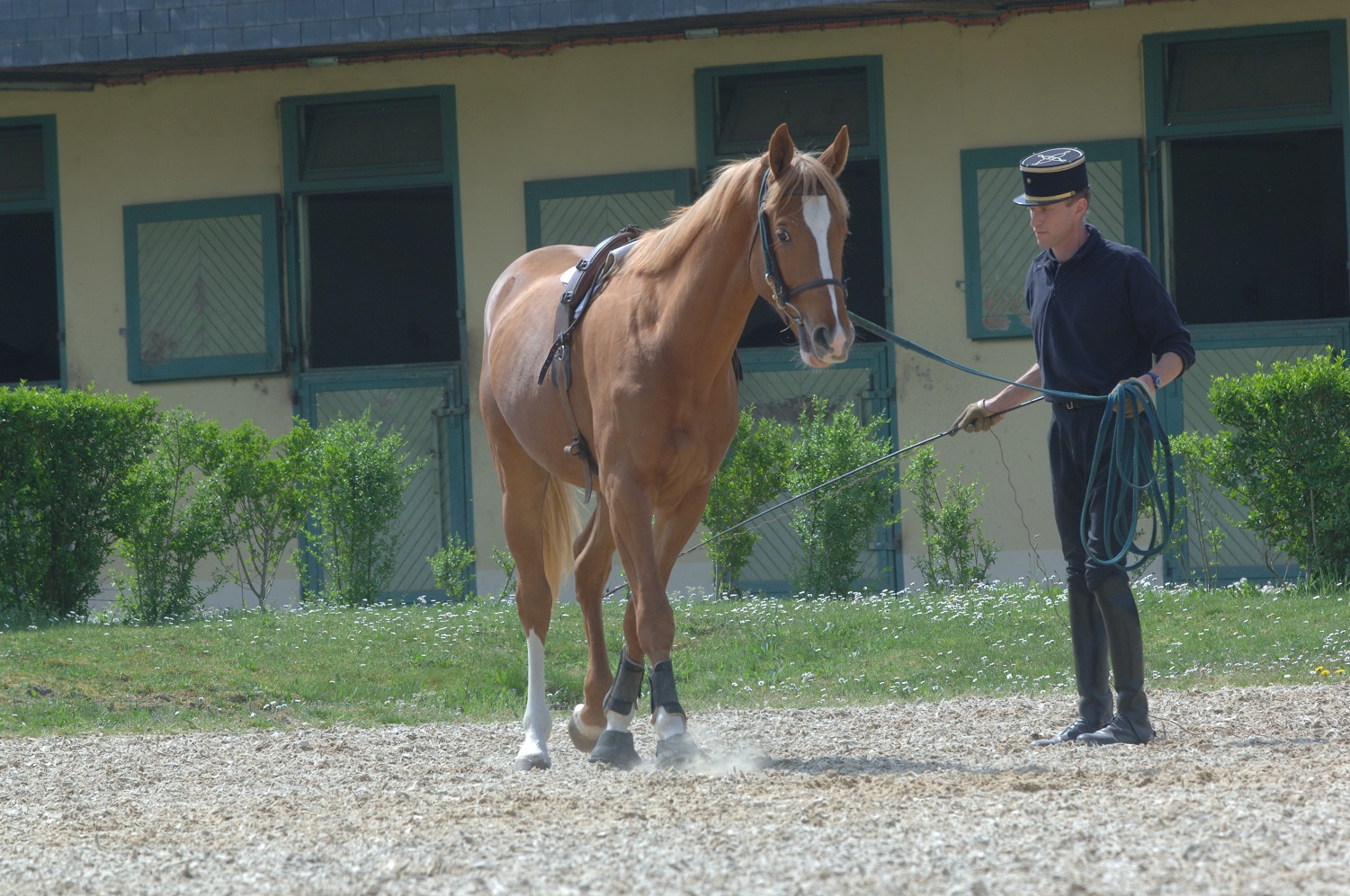 Medical Training : Comment apprendre à son cheval à coopérer pour les soins ?