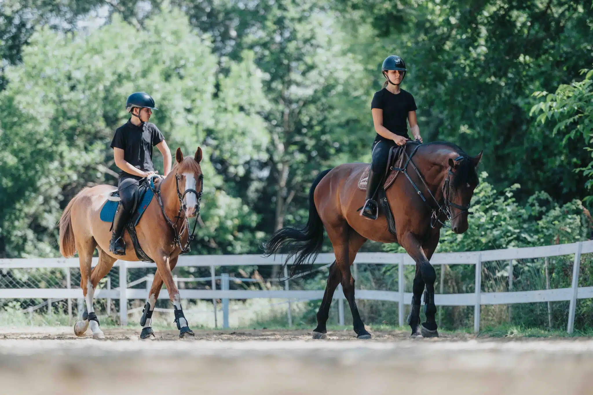 Fin de carrière du cheval : comment bien anticiper et gérer sa retraite ?
