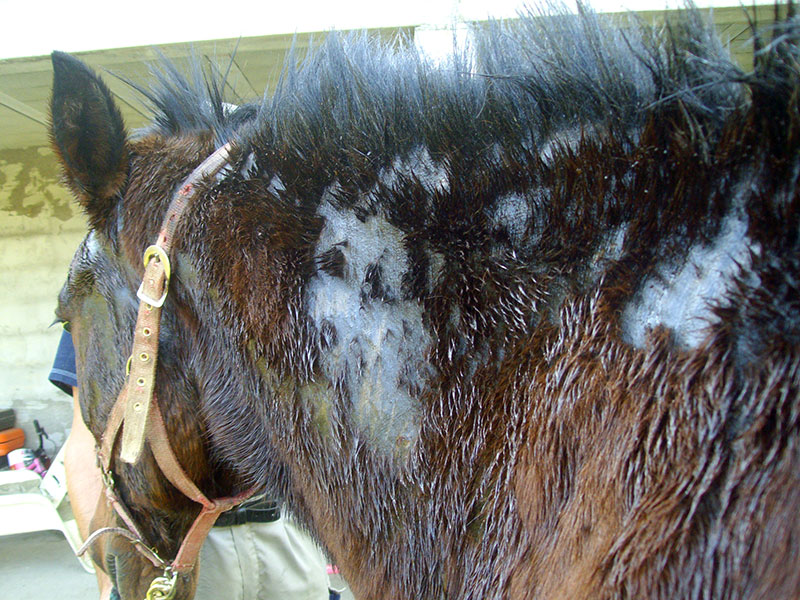 Gale de boue (dermatophilose) : traitement naturel et prévention efficace